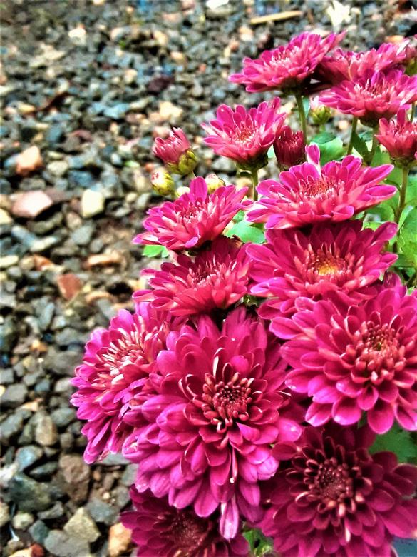 Free stock image of Beautiful Pink Followers created by Infinity Focus