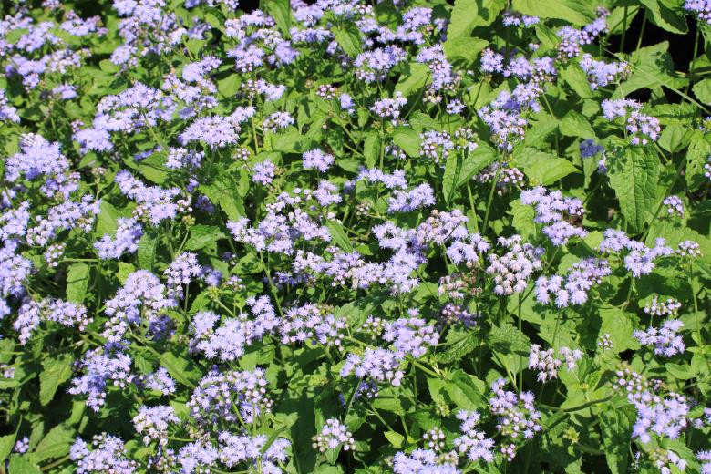 Free stock image of Purple Flower Bed created by Bobby Glance