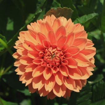 Orange Dahlia Flower - Free Stock Photo