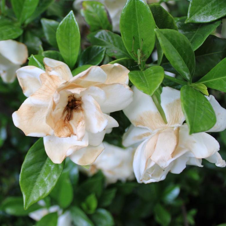 Free stock image of White Wilting Flowers created by Bobby Glance