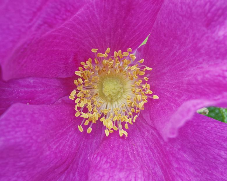 Free stock image of Wild Pink Rose created by Geoffrey Whiteway