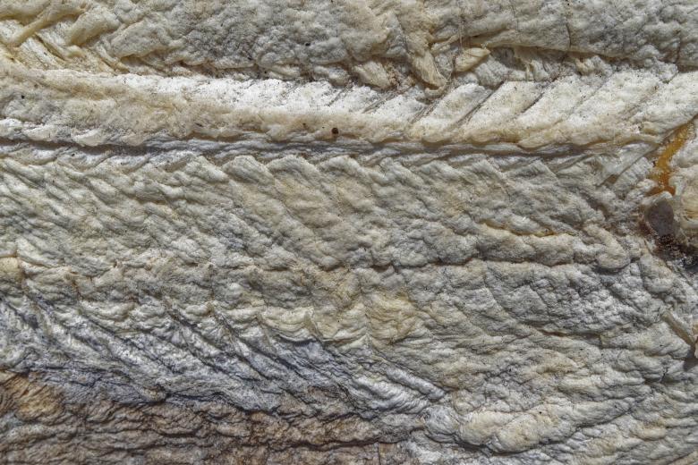 Free stock image of Sun-dried salted codfish created by Geoffrey Whiteway