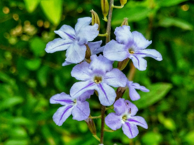 Free stock image of Plumbago Auriculata created by Nushrath Ahamed