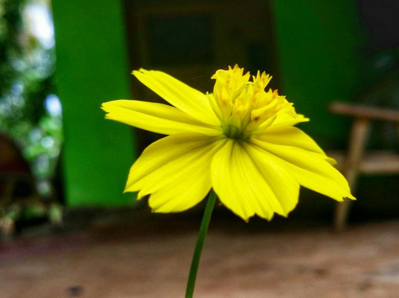 Free stock image of Sulfur Cosmos created by Nushrath Ahamed
