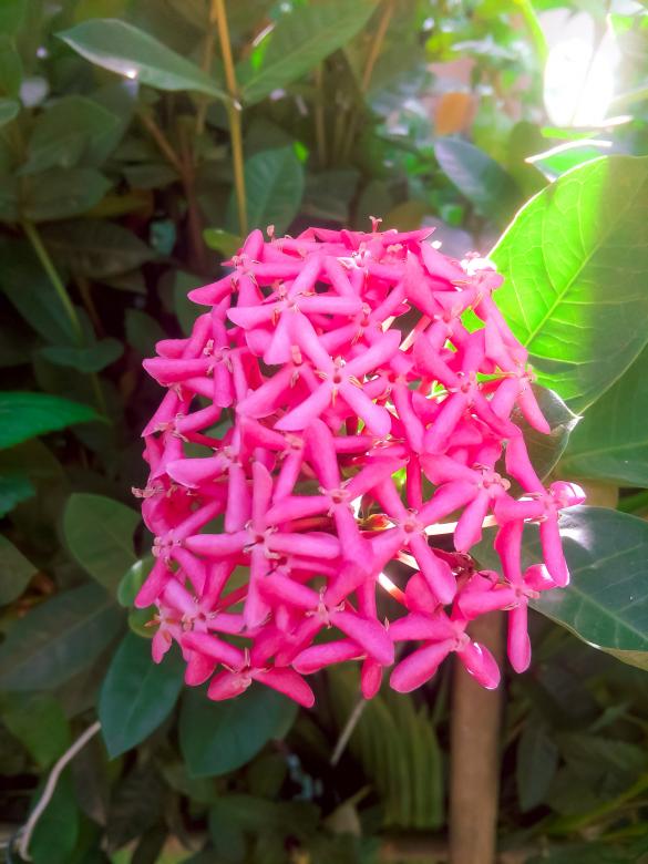 Free stock image of Pink Chrysanthemum Flowers created by mohamed aslam