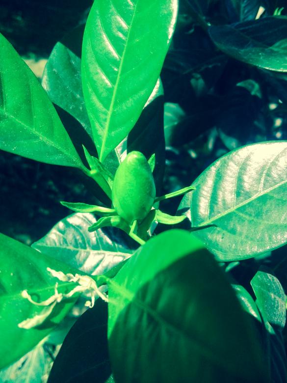 Free stock image of Vivid Green Leaves created by mohamed aslam
