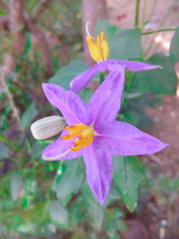 Free stock image of Herbal purple flower created by mohamed aslam