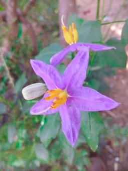 Herbal purple flower - Free Stock Photo