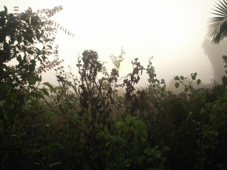 Foggy Plants - Free Stock Photo