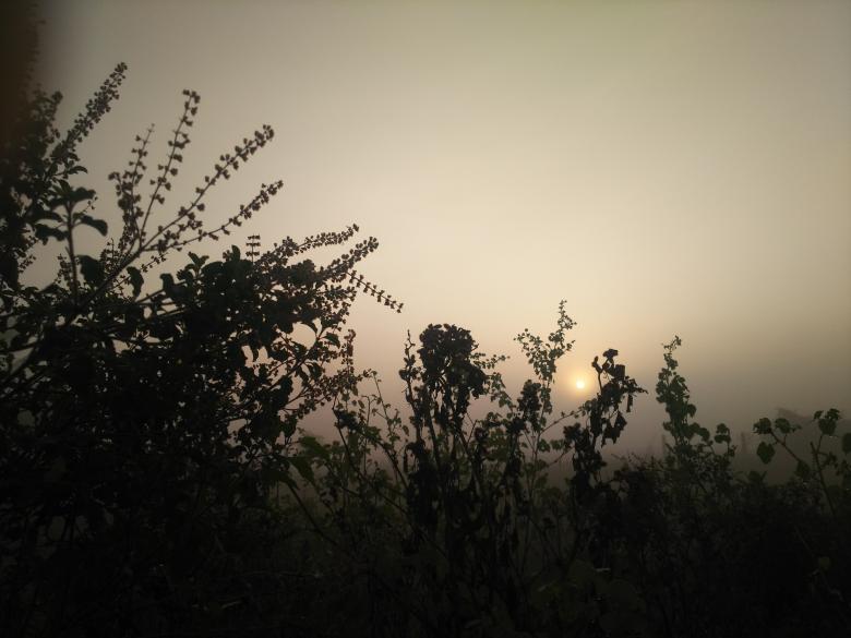 Free stock image of Misty Forest created by mohamed aslam
