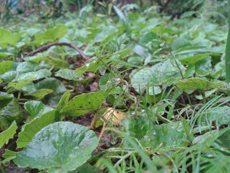 Free stock image of Centella Asiatica or Gotu Kola created by mohamed aslam