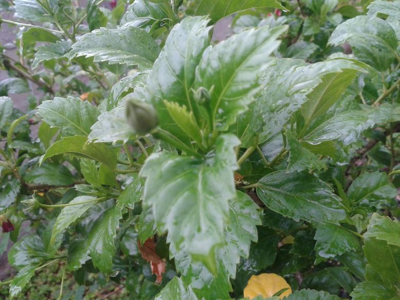 Free stock image of Green plant in garden created by mohamed aslam