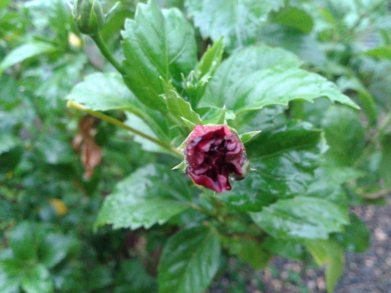 Free stock image of Red Flower Bud created by mohamed aslam