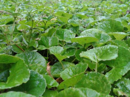 Centella Asiatica - Free Stock Photo