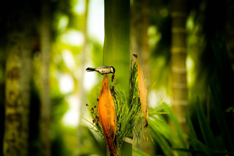 Free stock image of Little bird eating from a tree created by Moon  Bhuyan