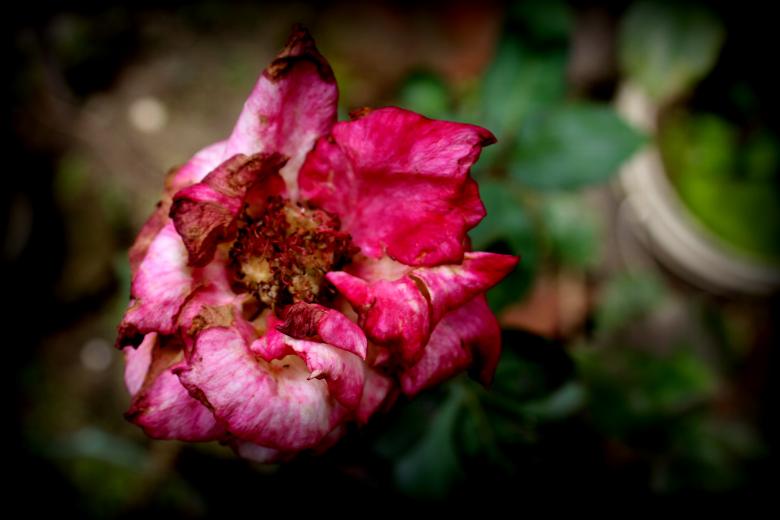 Free stock image of Dying Red Rose Flower created by Moon  Bhuyan
