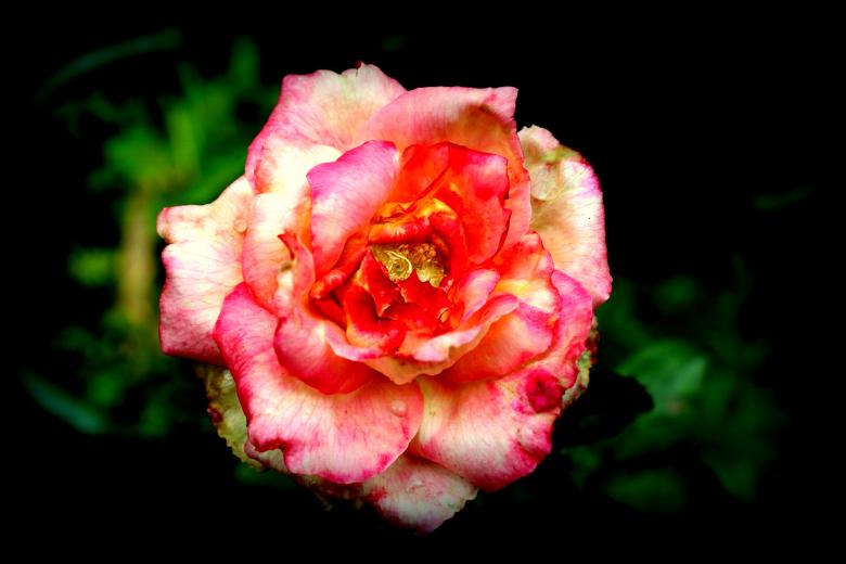 Free stock image of Pink Rose Flower created by Moon  Bhuyan