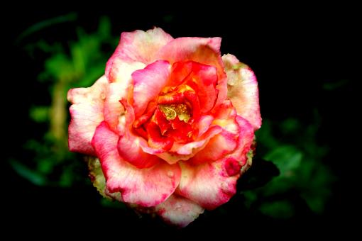 Free Stock Photo of Pink Rose Flower