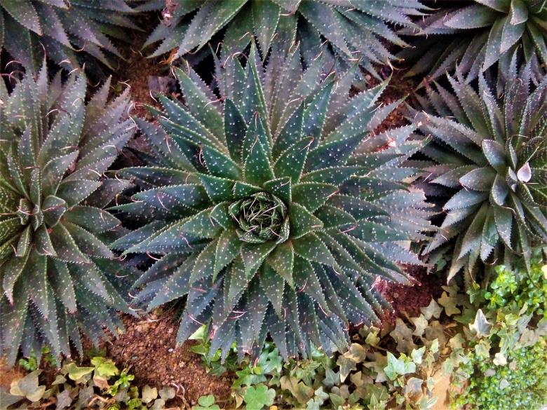 Free stock image of Pineapple Cactus created by mohamed aslam