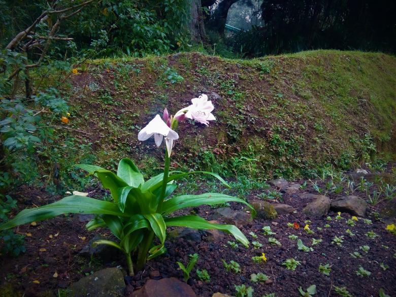 Free stock image of White Herbal Plant Flower created by mohamed aslam