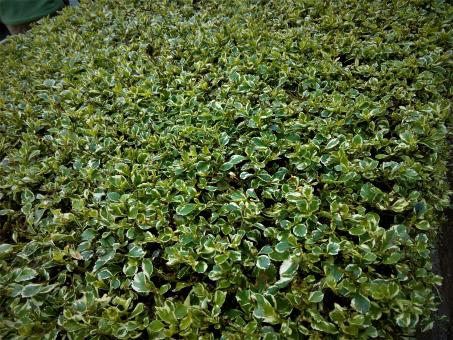 Beautiful vivid green leaves - Free Stock Photo
