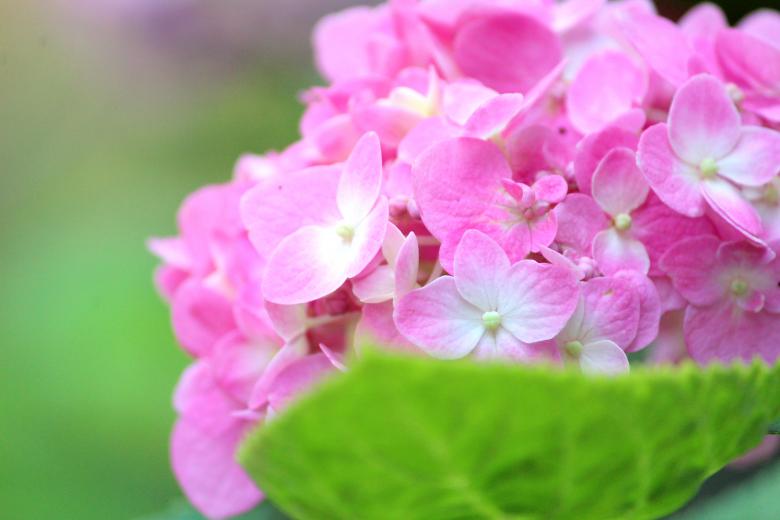 Free stock image of Small Pink Hydrangea Flowers created by Moon  Bhuyan