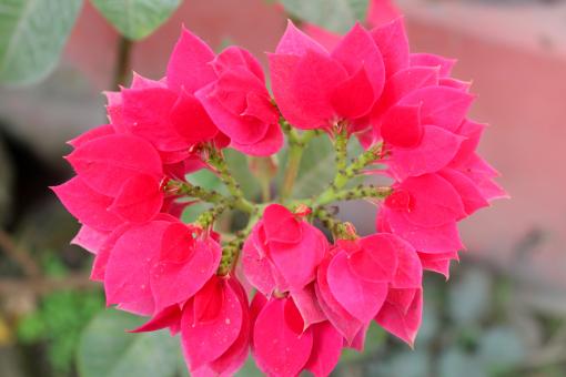 Pink Flower in Blossom
