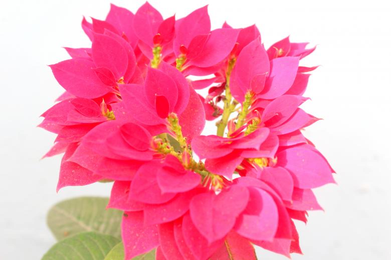 Free stock image of Pink Flower on White created by Moon  Bhuyan