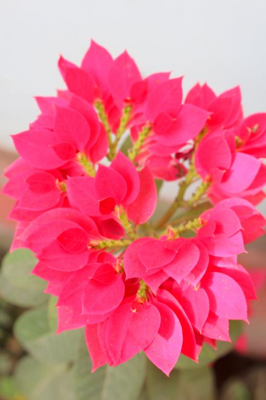 Free stock image of Pink Flower in Bloom created by Moon  Bhuyan