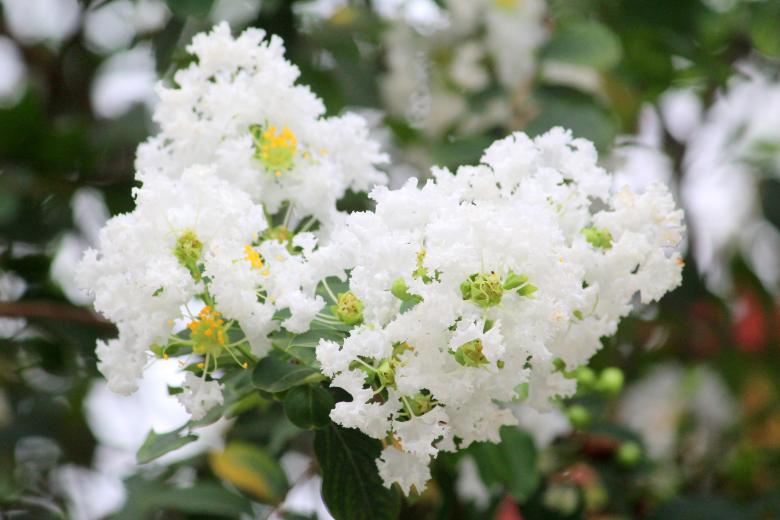 Free stock image of White Flower Blossoms created by Moon  Bhuyan