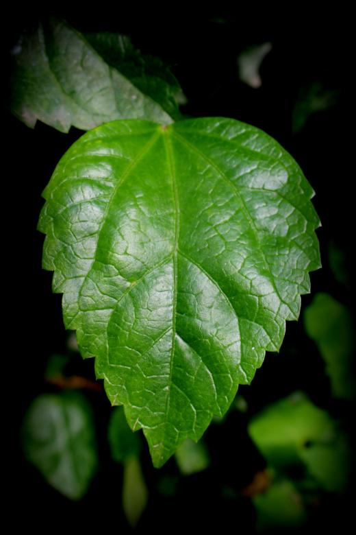 Free stock image of We love green leaves created by Moon  Bhuyan