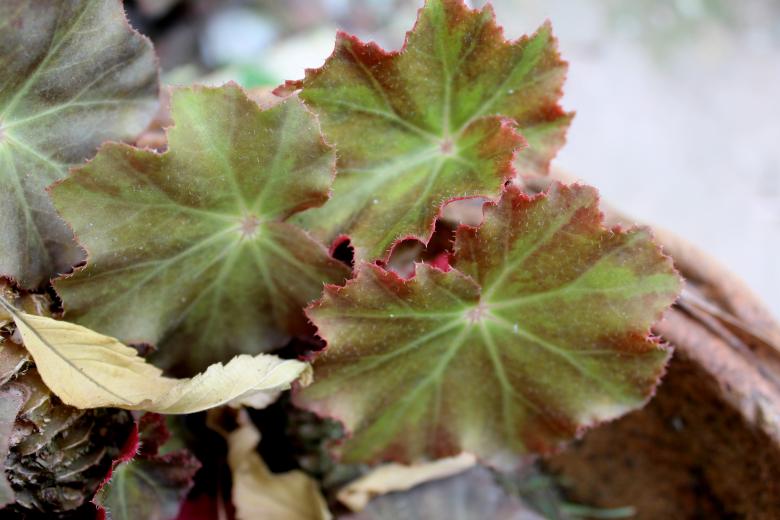 Free stock image of Abstract Leaves on Plant created by Moon  Bhuyan