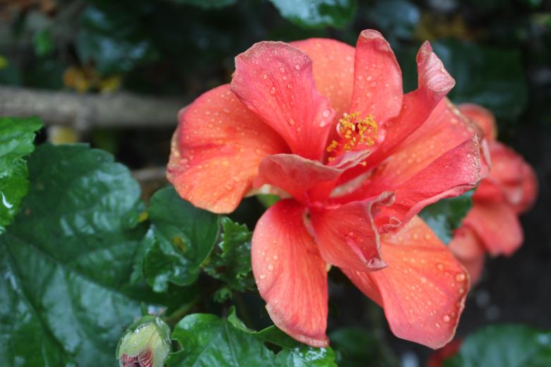 Free stock image of Red Flower in Bloom created by Moon  Bhuyan
