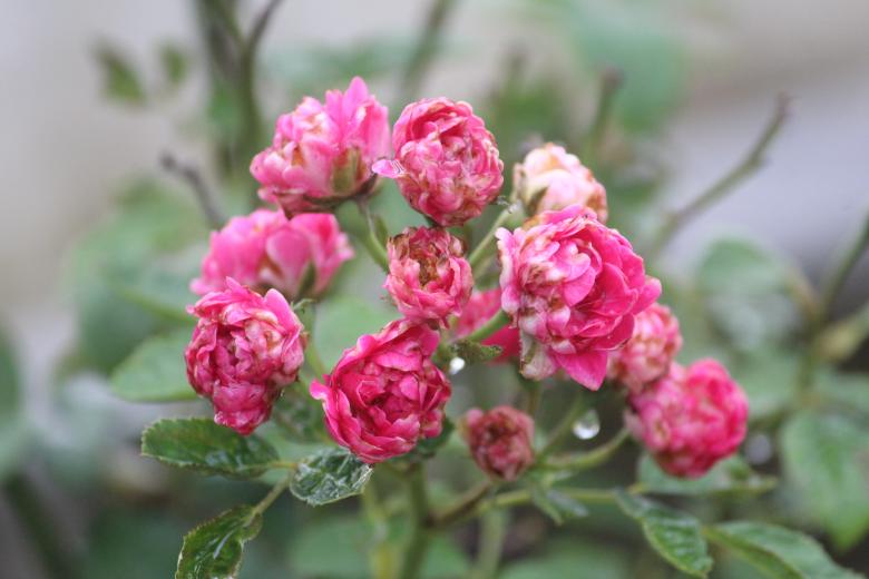 Free stock image of Pink Roses in the Rain created by Moon  Bhuyan