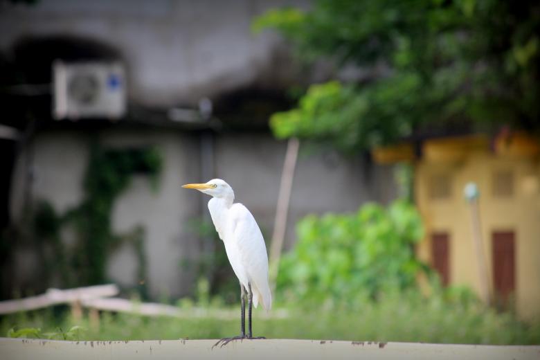 Free stock image of Cattle Egret - Heron created by Moon  Bhuyan