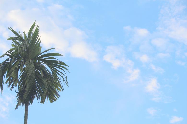 Free stock image of Palm Tree and Blue Sky created by Moon  Bhuyan