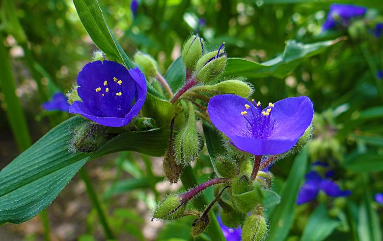 Free stock image of Purple Flowers in Amsterdam created by Hans Zeilstra