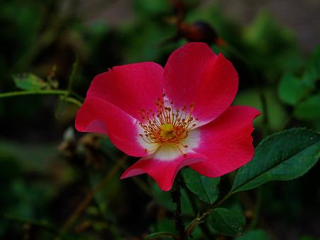 Free Stock Photo of Red Summer Flower