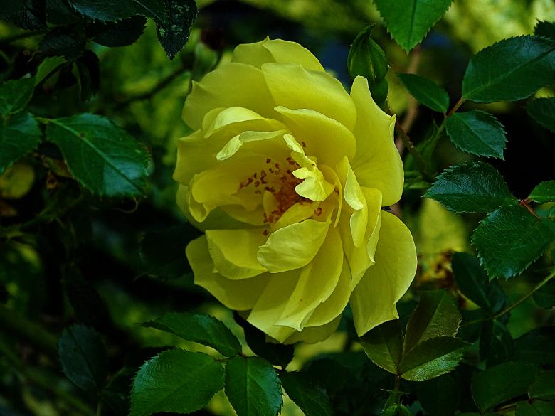 Free stock image of Yellow rose in Amsterdam created by Hans Zeilstra