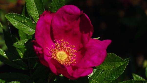 Free Stock Photo of Deep Purple Bloom