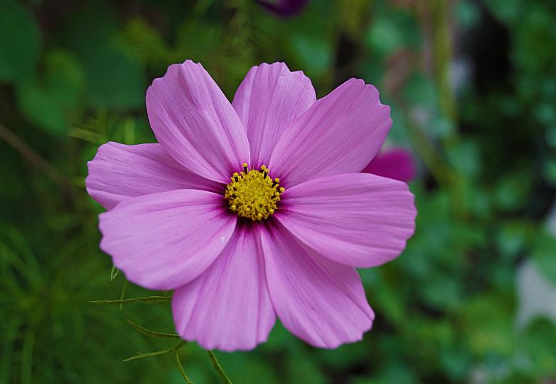 Free stock image of Pink Flower in Amsterdam created by Hans Zeilstra
