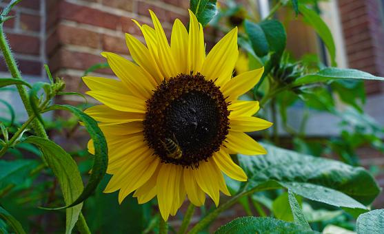 Free Stock Photo of Sunflower in Amsterdam