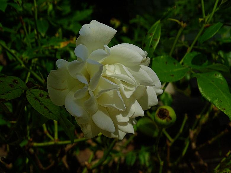 Free stock image of White Flower - Dark Light created by Hans Zeilstra