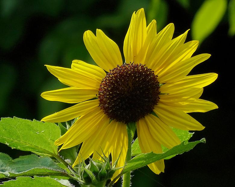 Free stock image of Yellow Sunflower in Bloom created by Hans Zeilstra