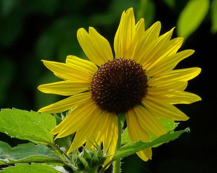 Free Stock Photo of Yellow Sunflower in Bloom