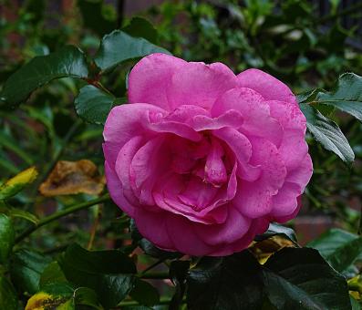 Free Stock Photo of Pink Rose in Amsterdam