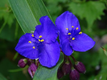 Free Stock Photo of Blue Flowers in Amsterdam