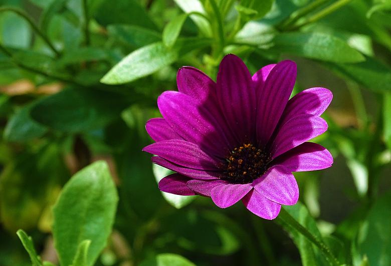 Free stock image of Purple Flower in Sunlight created by Hans Zeilstra