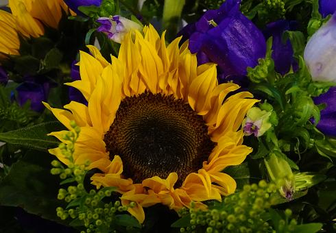 Free Stock Photo of Sunflower Bed