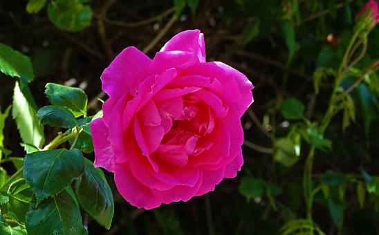 Free Stock Photo of Vivid Pink Rose